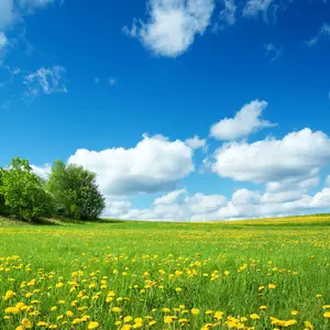 Field with yellow dandelions and blue sky