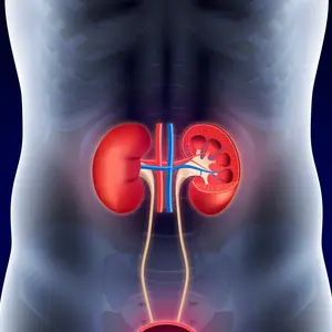 Human kidneys Human kidneys