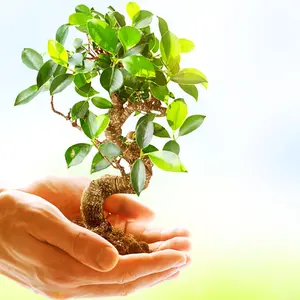 Hands holding a small tree