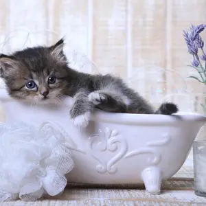 Kitten in a bath
