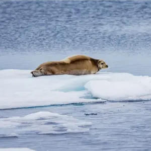 Huge bearded seal rests on ice floe in Artic