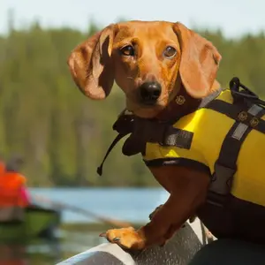 Dog on a boat trip 