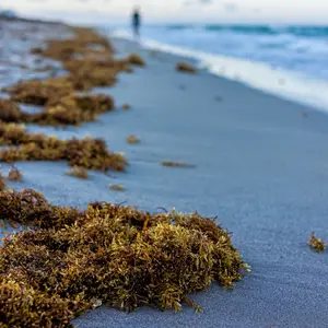 Closeup of seaweed on beach sand coastline with blue ocean background 