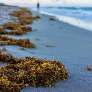 Closeup of seaweed on beach sand coastline with blue ocean background Closeup of seaweed on beach sand coastline with blue ocean background