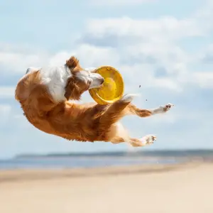 Dog catching flying disc in the air