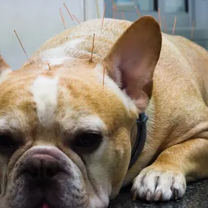 French Bulldog dog is treating nervous symptoms with acupuncture