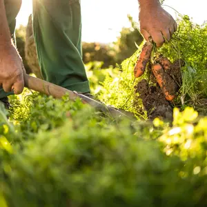 Harvesting carrots