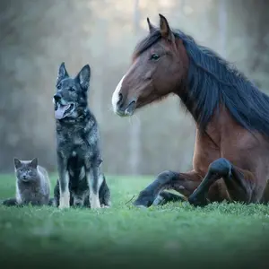 Cat, dog and horse in a field