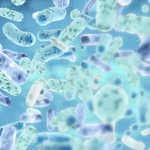 blue and white microbiome probiotic species