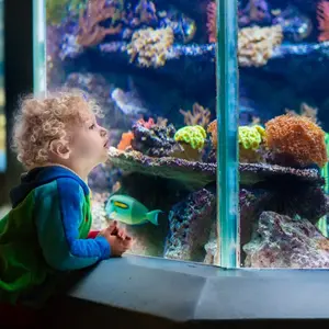 Child watching fish in an aquarium