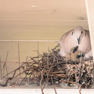 Young pigeon birds and mother are sitting in a bird nest