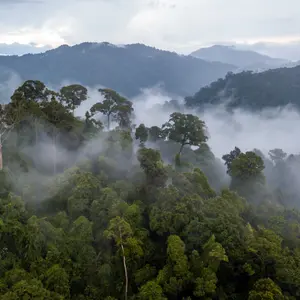 Aerial view of mist, cloud and fog hanging over a lush tropical rainforest after a storm