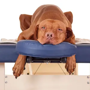 Dog on treatment table