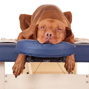 Dog on treatment table Dog on treatment table