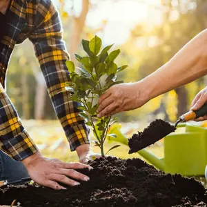 Hands planting a tree