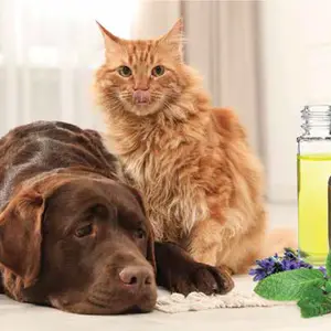 CBD oils near dog and cat on background