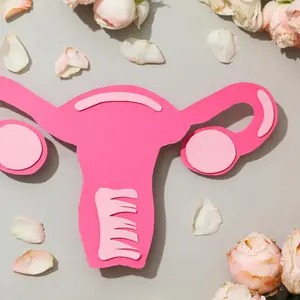 Female reproductive anatomy Female reproductive anatomy