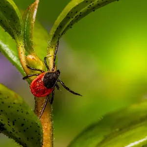 Tick on plant