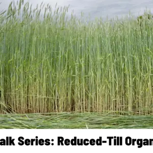 Field Walk Series: Reduced-Till Organic Corn