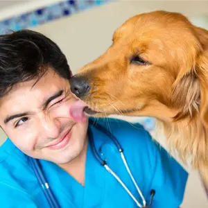 Dog licking its veterinarian 