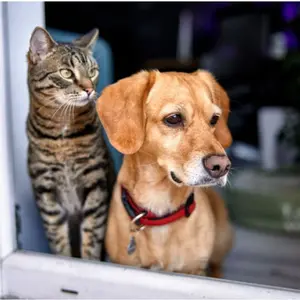 Cat and dog at the window