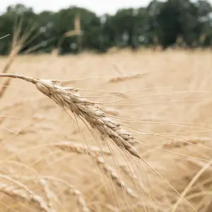 Banner: Rodale Organic Grain Market Update & Buyer/Seller Mixer