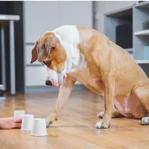Mental stimulation for dog