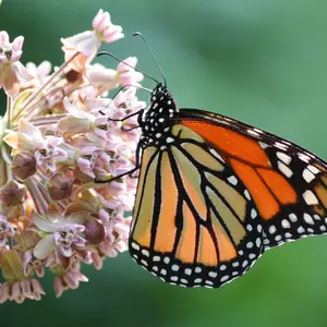 Monarch Butterfly