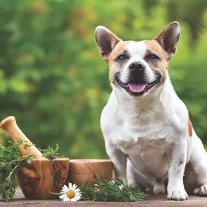 Dog with a bowl of herbs