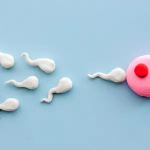 Sperms and woman ovum zygote Sperms and woman ovum zygote
