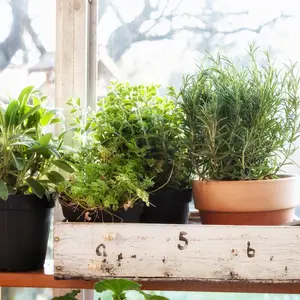 different green herbs