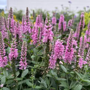Field of heather