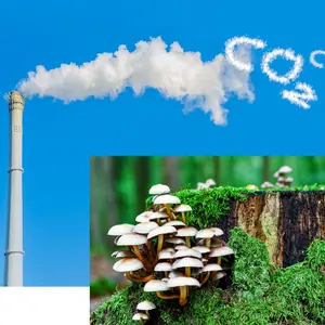 Fungi and carbon capture