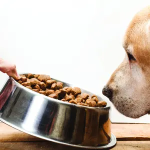 A dog eating