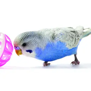 Bird with a ball