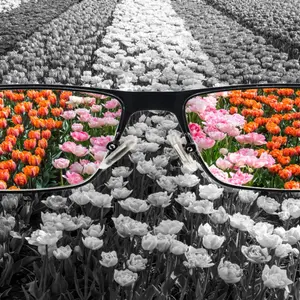 Through glasses frame. Colorful view of tulips field in glasses and monochrome background. Different world perception.