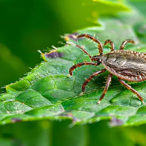 a tick on a green leaf