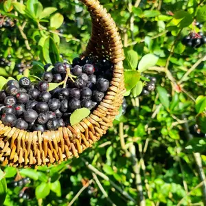 Chokeberries sitting in a basket on a pile of brush