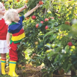 A kids picking apples