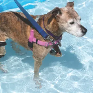 A dog in a pool