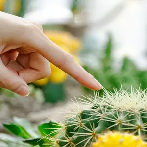 Female finger touching prickly green cactus