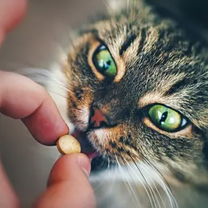 Giving a supplement to a cat Giving a supplement to a cat