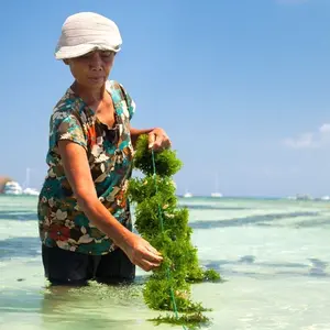 Woman harvesting seaweed