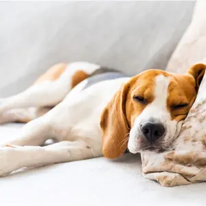 A dog laying in bed