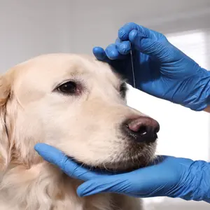dog receiving acupuncture