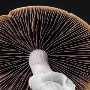 Psilocybe cubensis macro close-up with gills and blue bruising