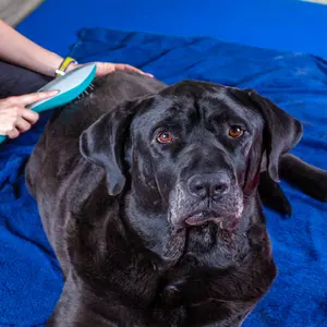 big black dog gets laser therapy during treatment