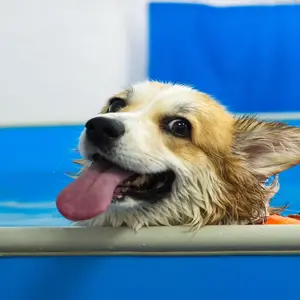 Corgi dog in life jacket swim in the swimming pool. Pet rehabilitation. Recovery training prevention for hydrotherapy. pet health care