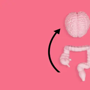 Body-toned brain and intestine models arranged on a pink backdrop with black circular arrows.