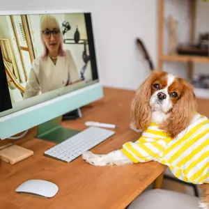 Dog on a video call with a veterinarian